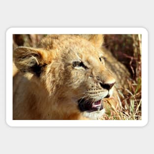 Closeup Lion Cub, Maasai Mara, Kenya Sticker